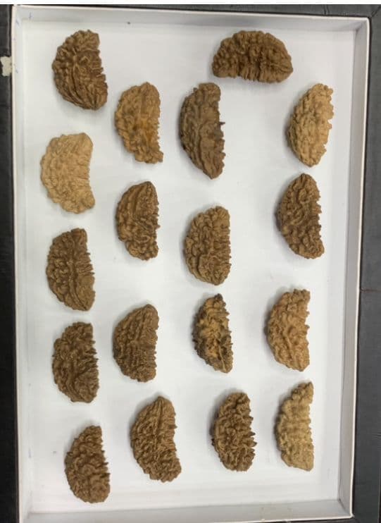 Rudraksha · Full view